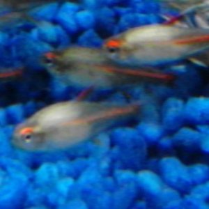 glowlight tetras closeup.jpg