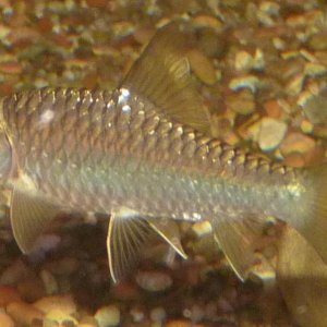 Redmahseer_1.JPG