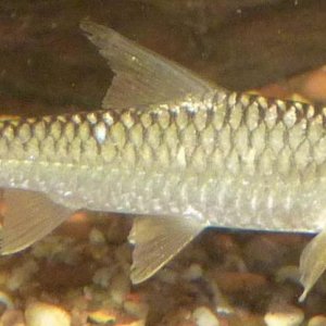 GoldenHimalayanMahseer_1.JPG