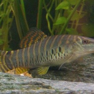 tiger loach2.jpg