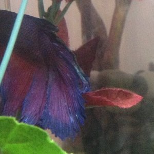 betta-1.jpg