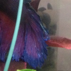 betta-2.jpg