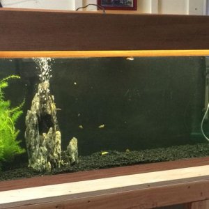 55 gallon tank set up.jpg