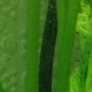 Algae6.jpg