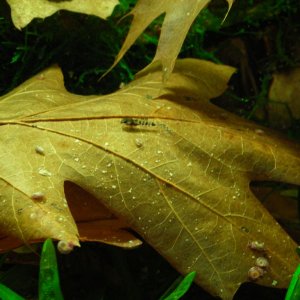 Corydoras pygmaeus fry 2 weeks.JPG