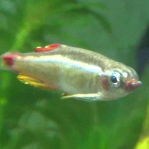 Minnow White Spot0.jpg