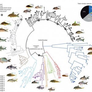 Phylogenetic relationships of Corydoradinae.jpg