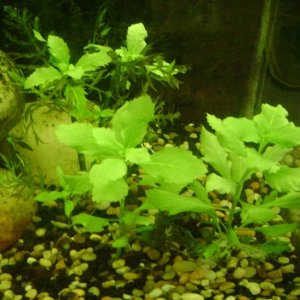 Hygrophila difformis2.jpg