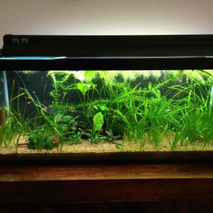 fts 3foot.jpg