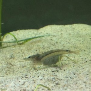 Amano shrimp.jpg