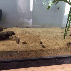 assassin snails.jpg