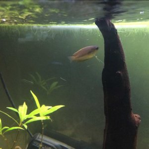 New female Gourami.jpg