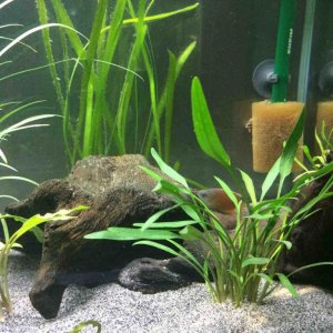 New tank setup Male G.jpg