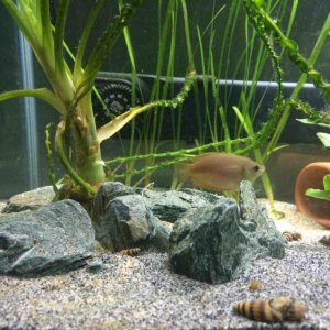 New tank setup Female G.jpg