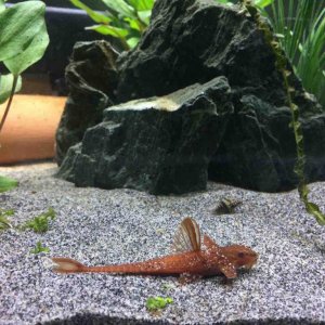 Whiptail Catfish.jpg