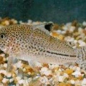 Corydoras julii3.jpg