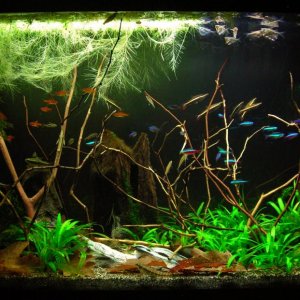 29g Dec 4-15.JPG