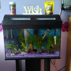 fish tank.jpg