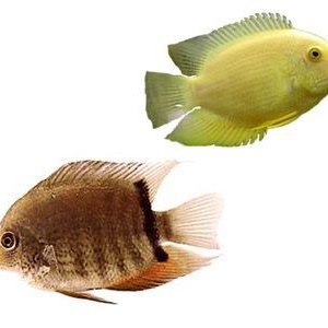 severum2.jpg