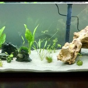 55g tank.jpg