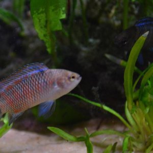 Badis males (2).JPG