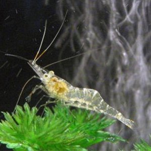 Ghost Shrimp.jpg