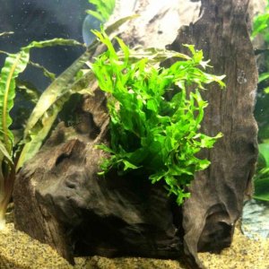 9 Extra Wood with Java Fern.jpg