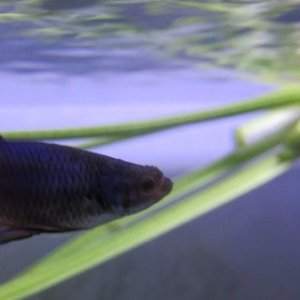 betta_001_10.jpg