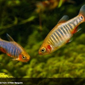 Emerald Danios 2.jpg