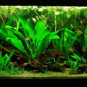 70g Mar 2-16.JPG