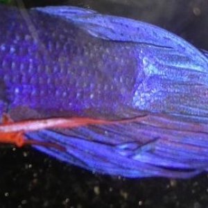 Betta with Dropsy.jpg