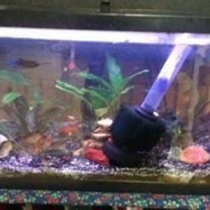 betta tank2.0.jpg