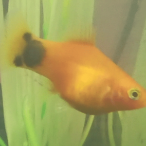 platy 2.png