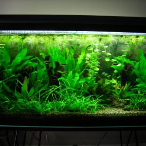 90g Dec 10-09.JPG