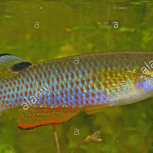 Blue Panchax.png