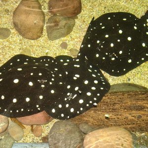 Potamotrygon leopoldi.jpg