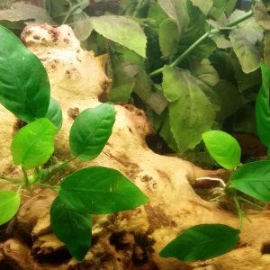 32-anubias.jpg