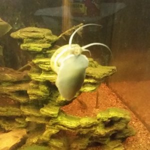 Apple snail - parent.jpg