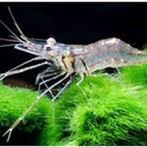 Machrobrachium Shrimp.jpg