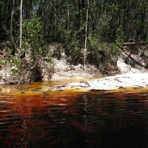 Rio Negro Igapo.jpg