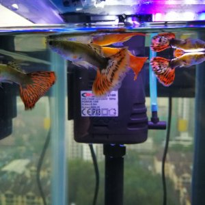 Community Fishes in 10G.jpg