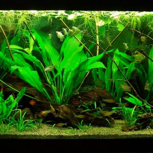 70g Mar 2-16.JPG