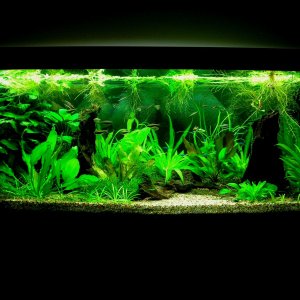 70g Mar 16-09(1).JPG