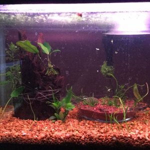 Grey's planted tank 5-10-17.JPG