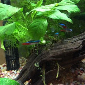 Tetras and Borneo.jpg