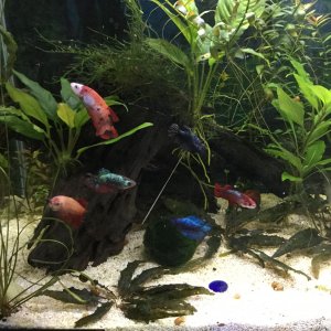 6 female bettas.JPG