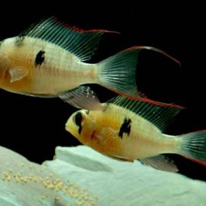 Mikrogeophagus altispinosus pair.jpg