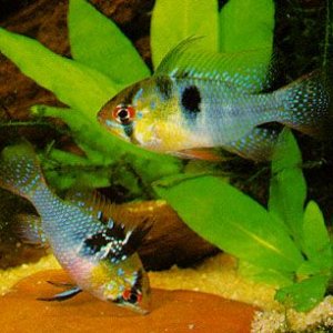 Mikrogeophagus ramirezi pair1.jpg