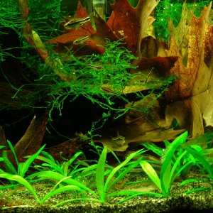 Fry pygmy cory & farlowella Aug 2014 (1).JPG