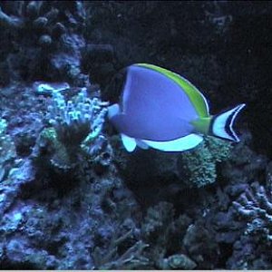 reef1_274.jpg